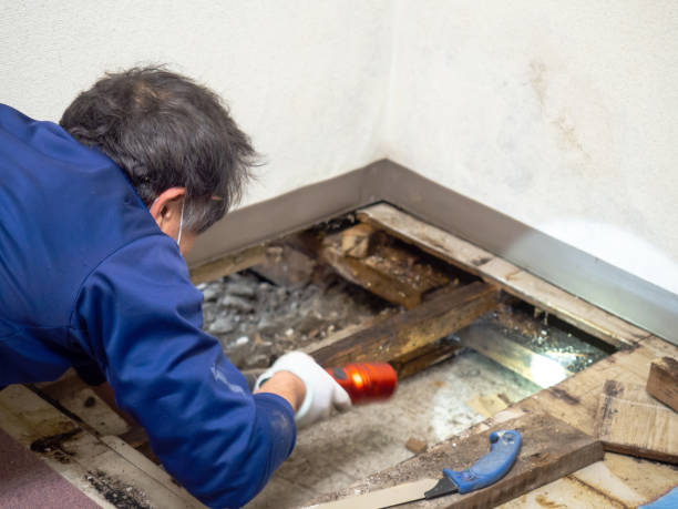 Certified Mold Removal in Camanche Village, CA