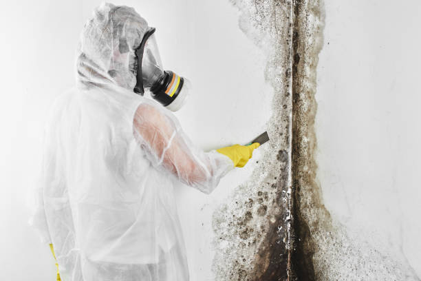 Best Attic Mold Removal  in Manche Village, CA