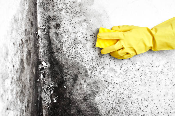 Best Residential Mold Removal  in Manche Village, CA
