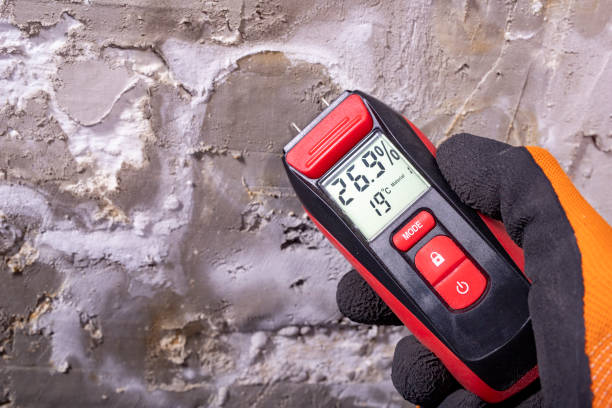 Best Crawl Space Mold Removal  in Manche Village, CA