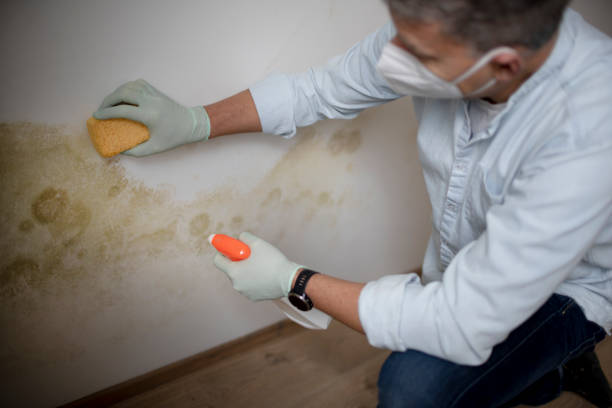 Best Professional Mold Removal  in Manche Village, CA