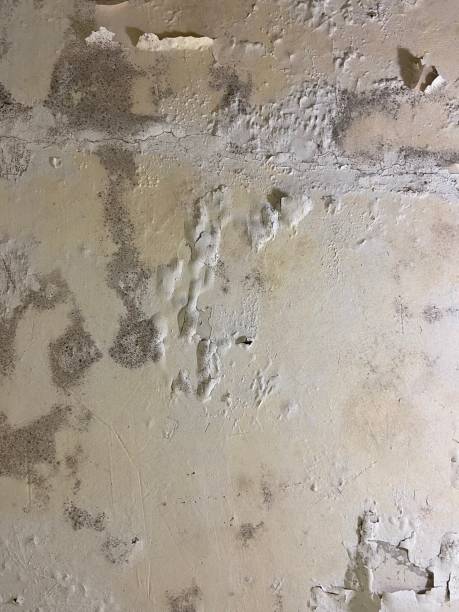 Best Certified Mold Removal  in Manche Village, CA