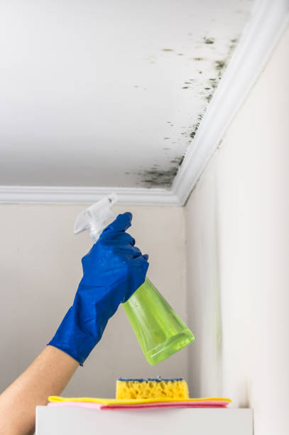 Best Commercial Mold Removal  in Manche Village, CA