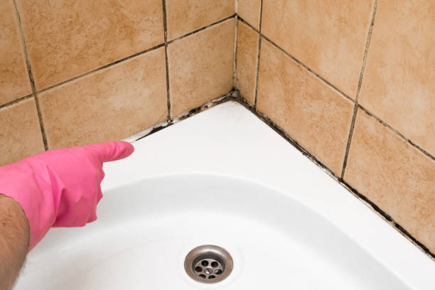 Best Attic Mold Removal  in Manche Village, CA